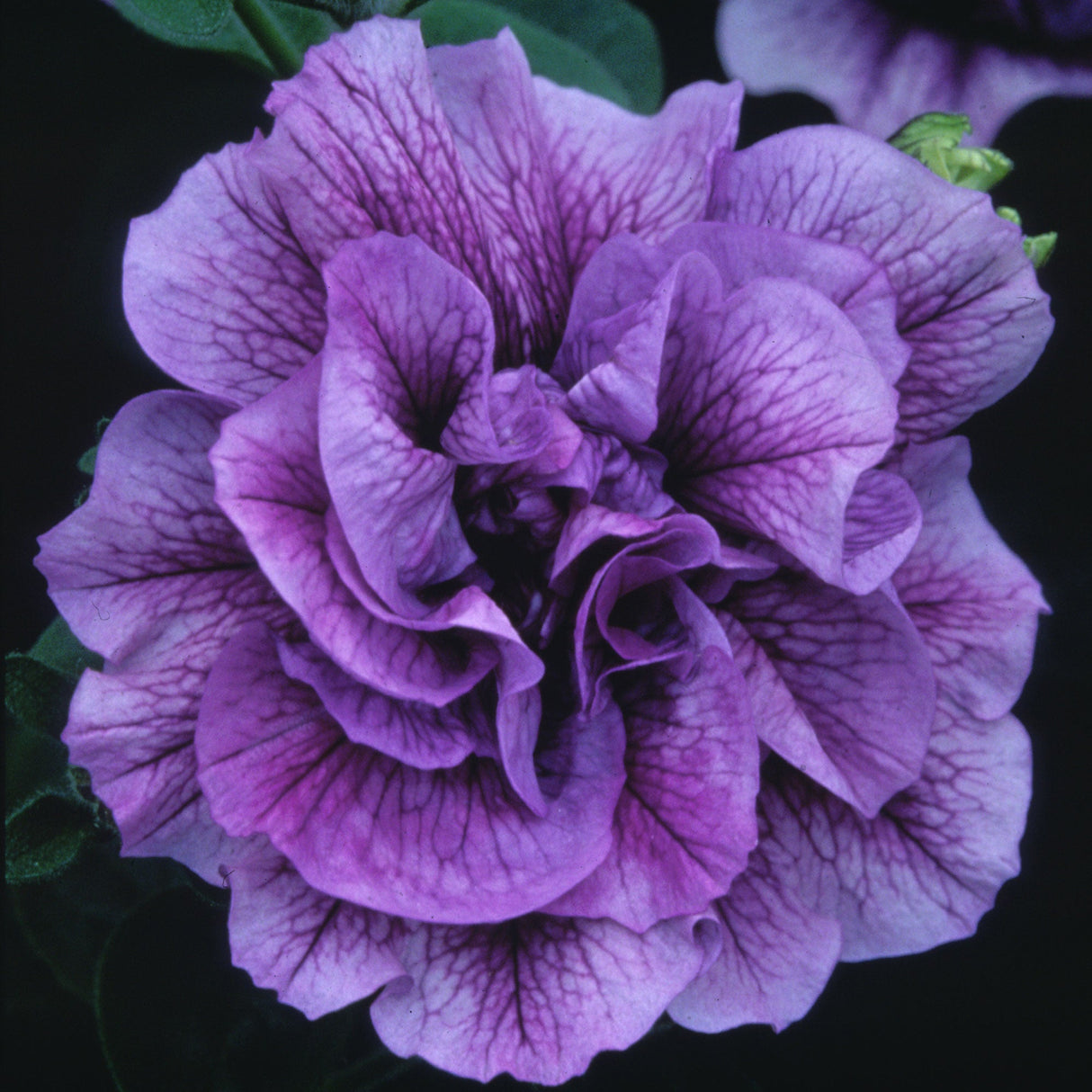 Petunie Tumbelina Priscilla