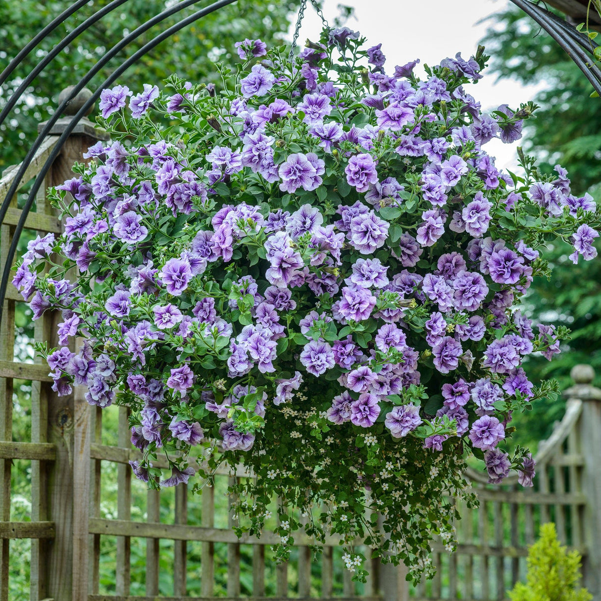 Petunie Tumbelina Priscilla