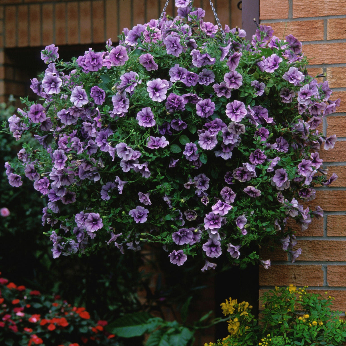 Petunie Tumbelina Priscilla