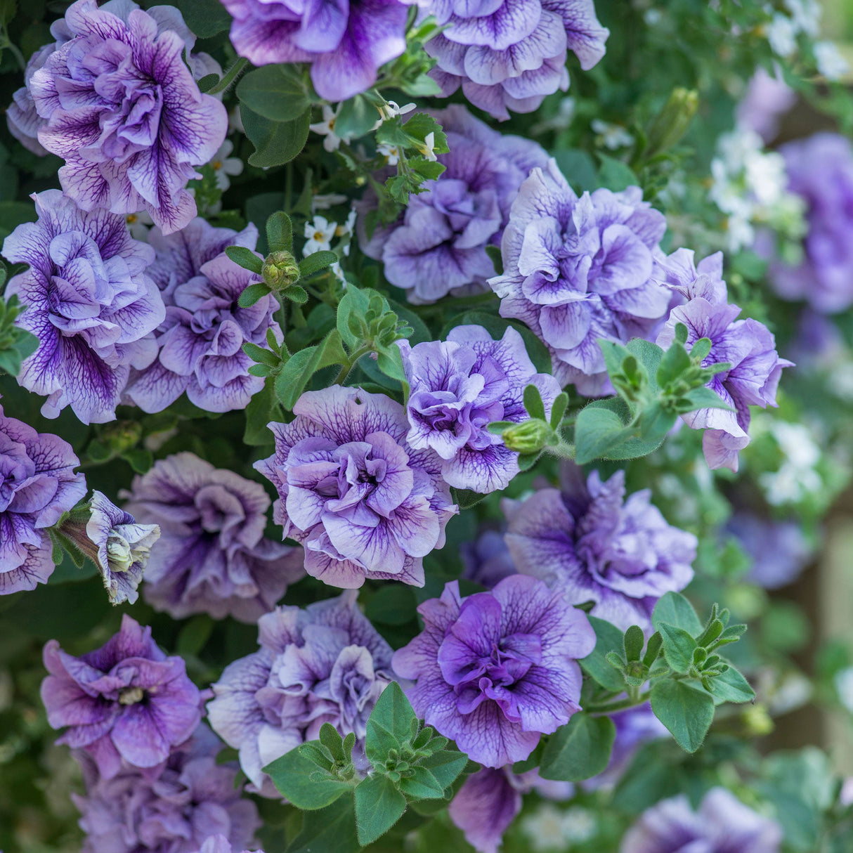 Petunie Tumbelina Priscilla