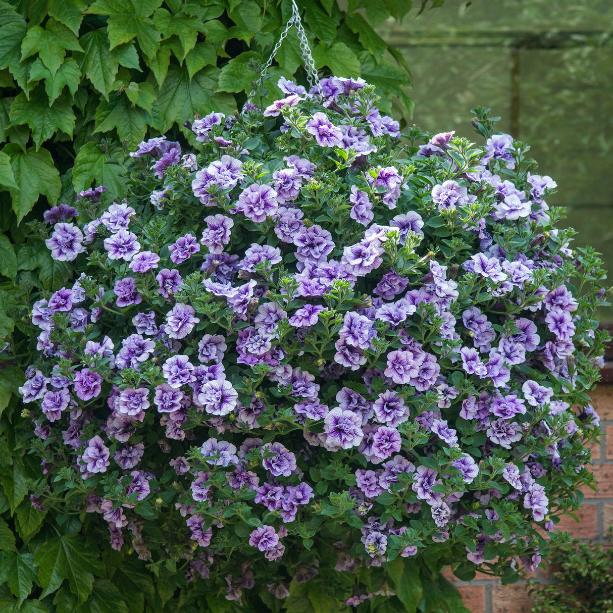 Petunie Tumbelina Priscilla