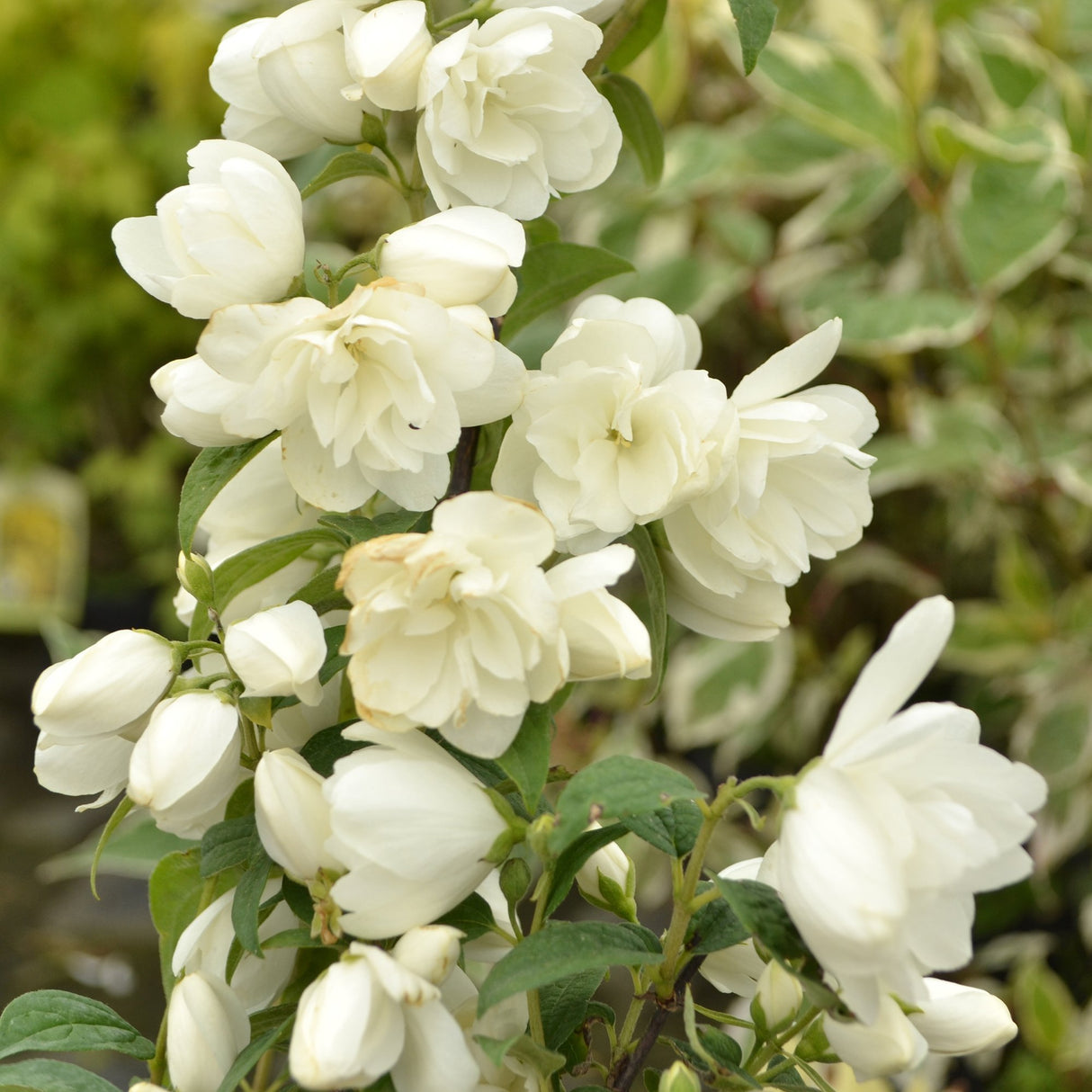 Philadelphus Snowbelle