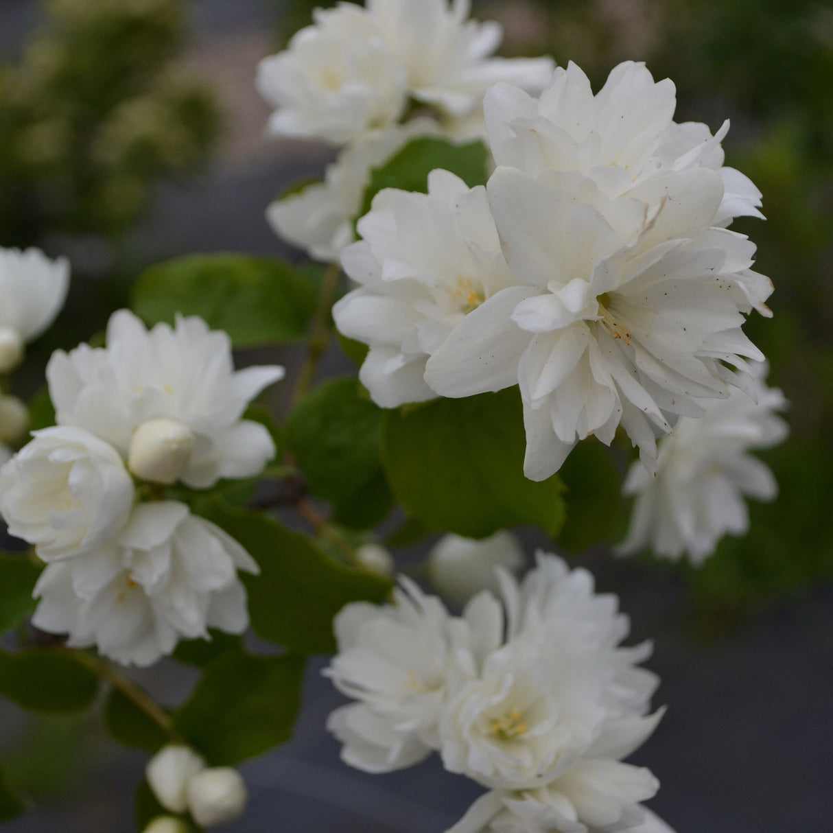 Philadelphus Snowbelle