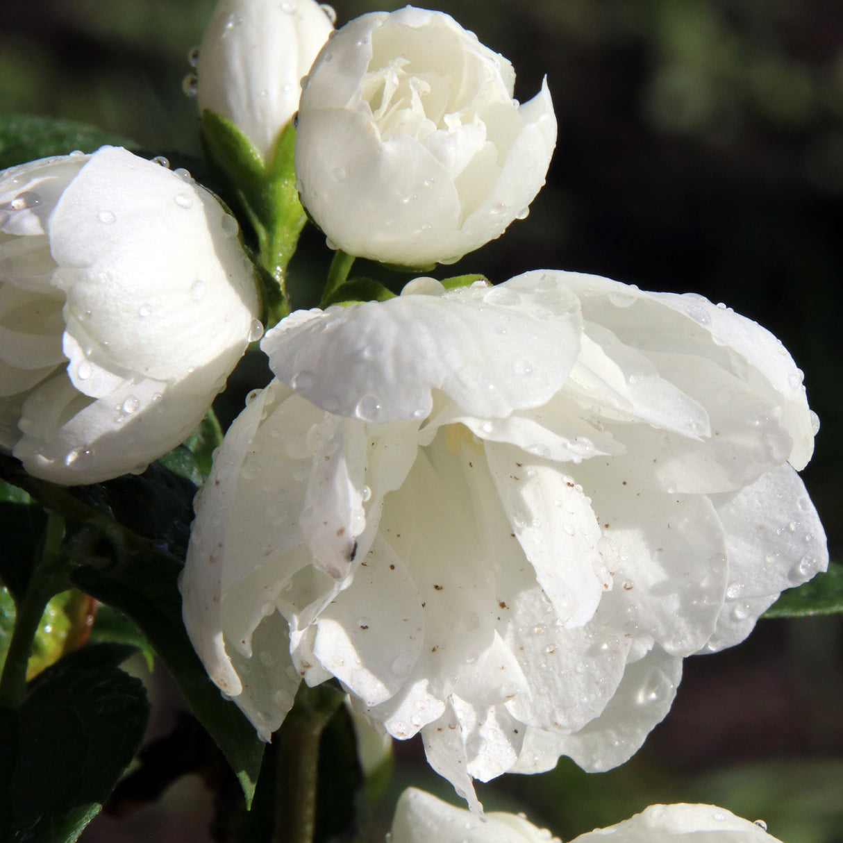 Philadelphus Snowbelle