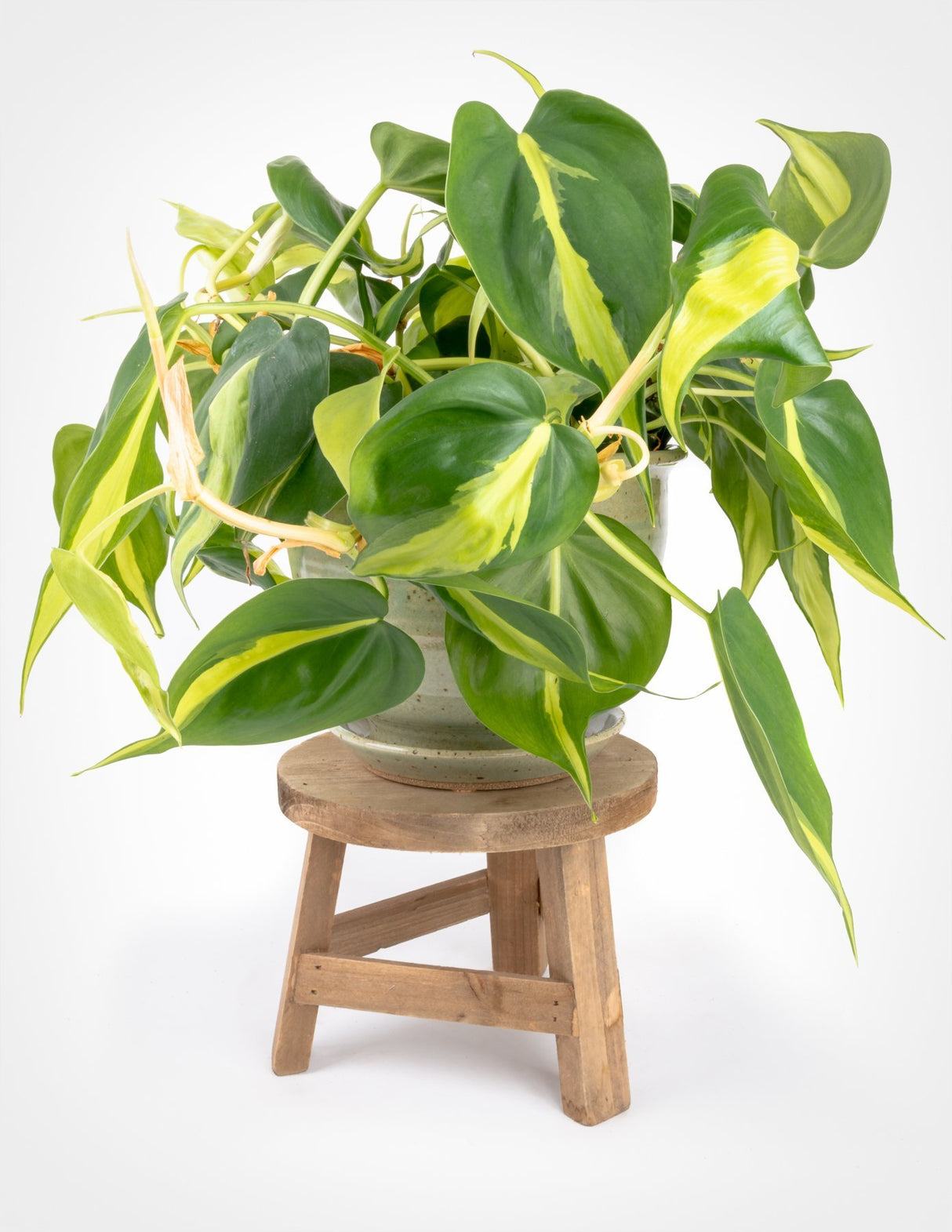 Philodendron Brasil - 20/25 cm