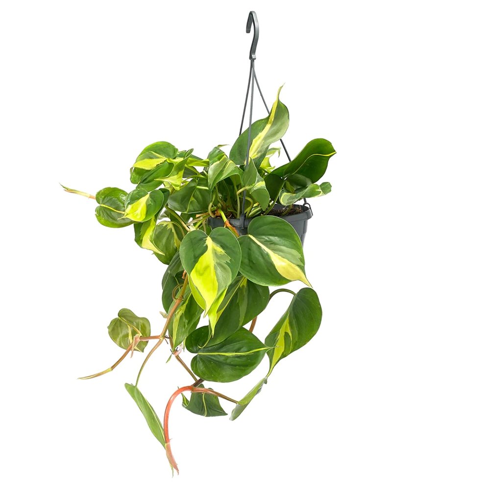 Philodendron Brasil - 40 cm