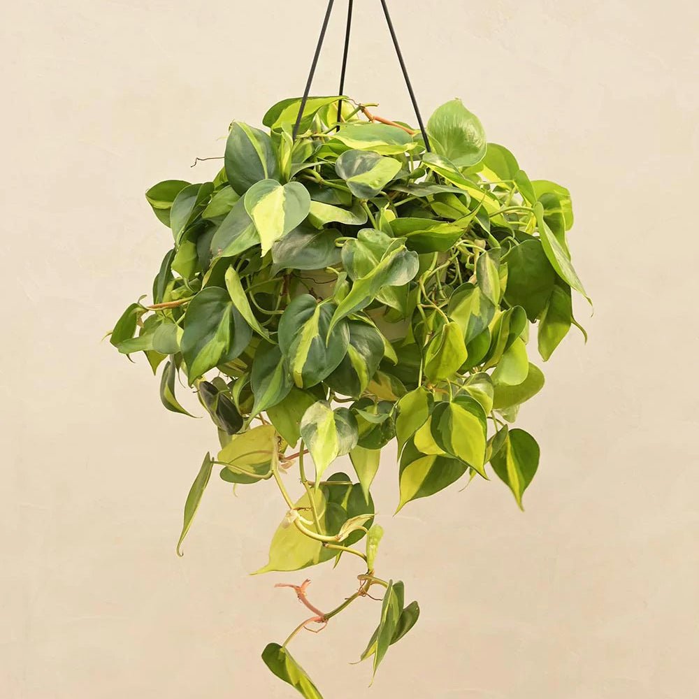 Philodendron Brasil - 40 cm