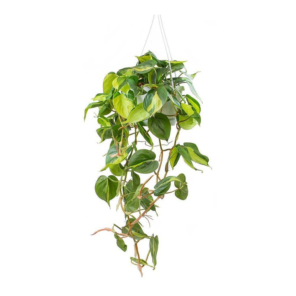 Philodendron Brasil - 40 cm