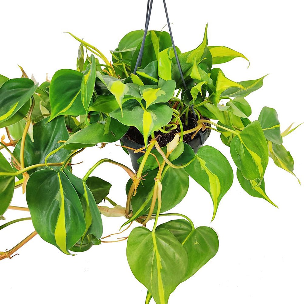 Philodendron Brasil - 40 cm