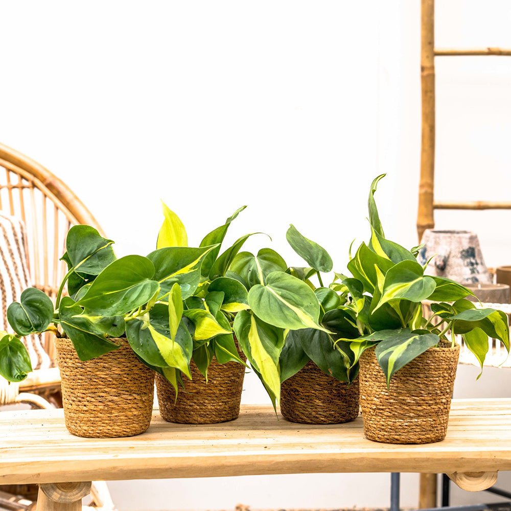 Philodendron Brasil - 40 cm