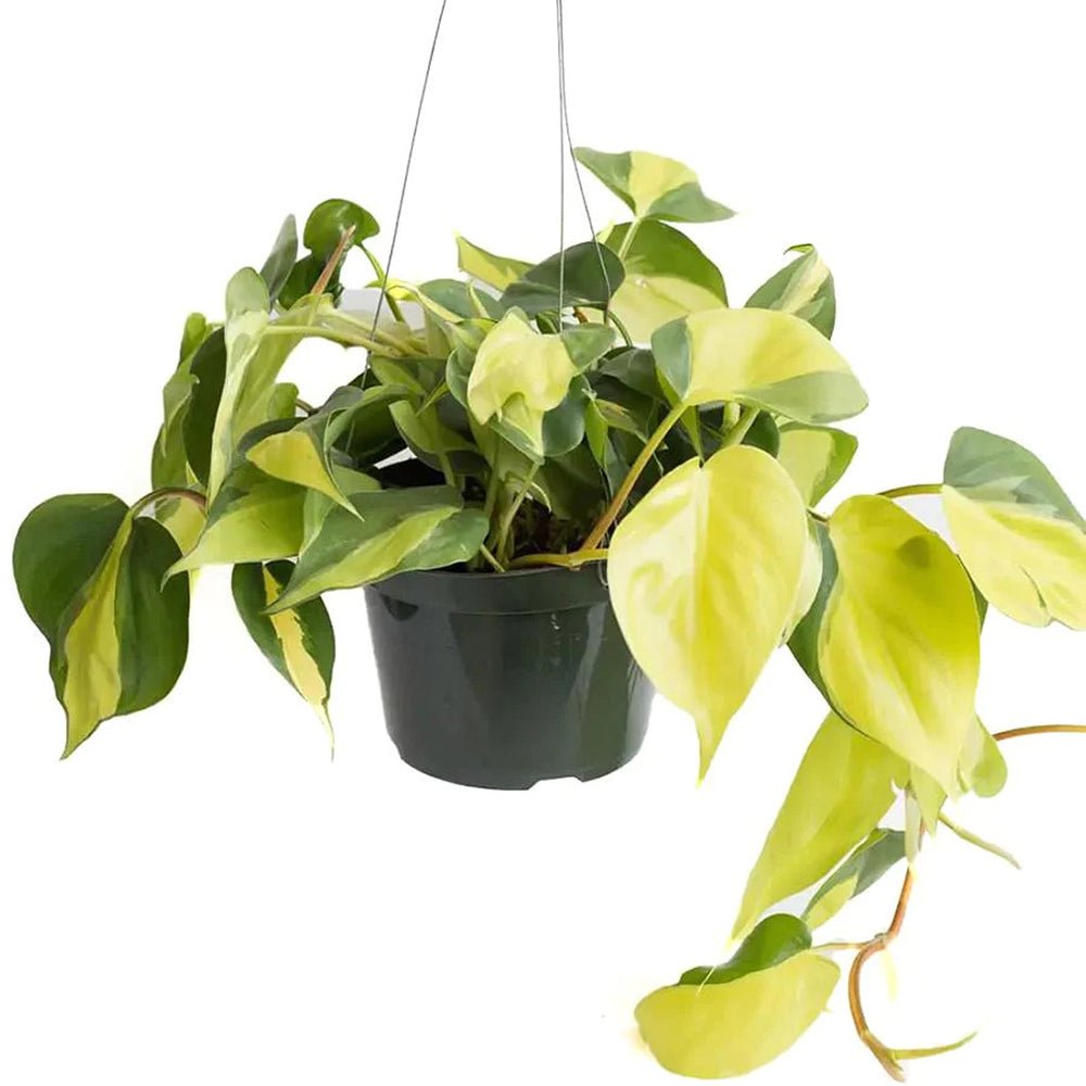 Philodendron Brasil - 40 cm