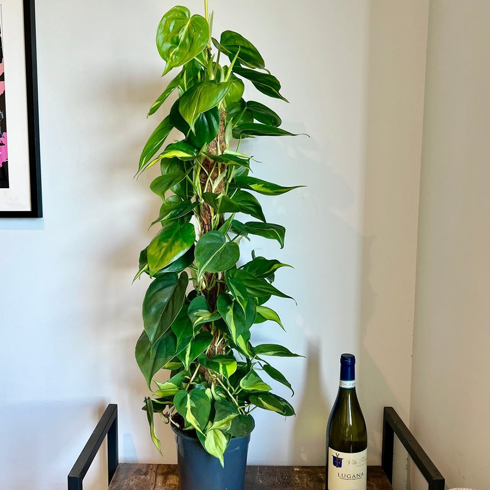 Philodendron Brasil (Cu Suport) - 120 cm