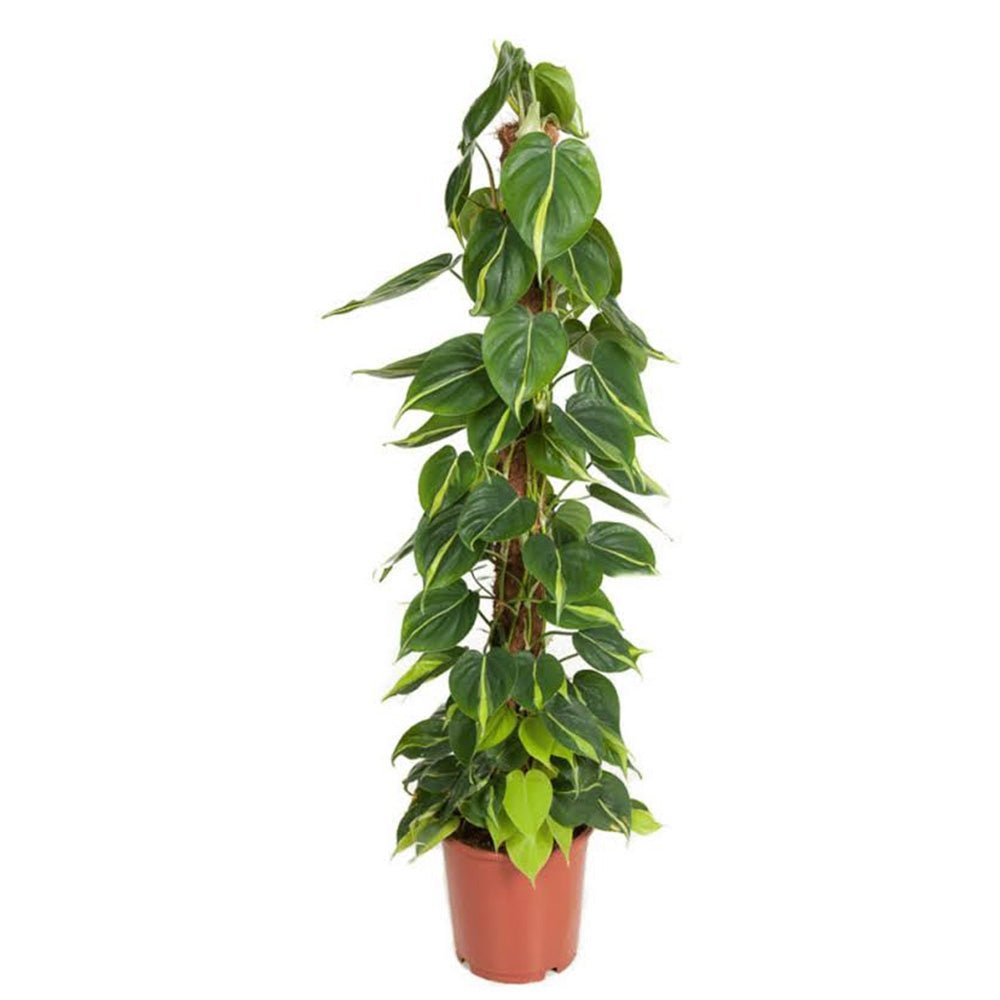Philodendron Brasil (Cu Suport) - 120 cm