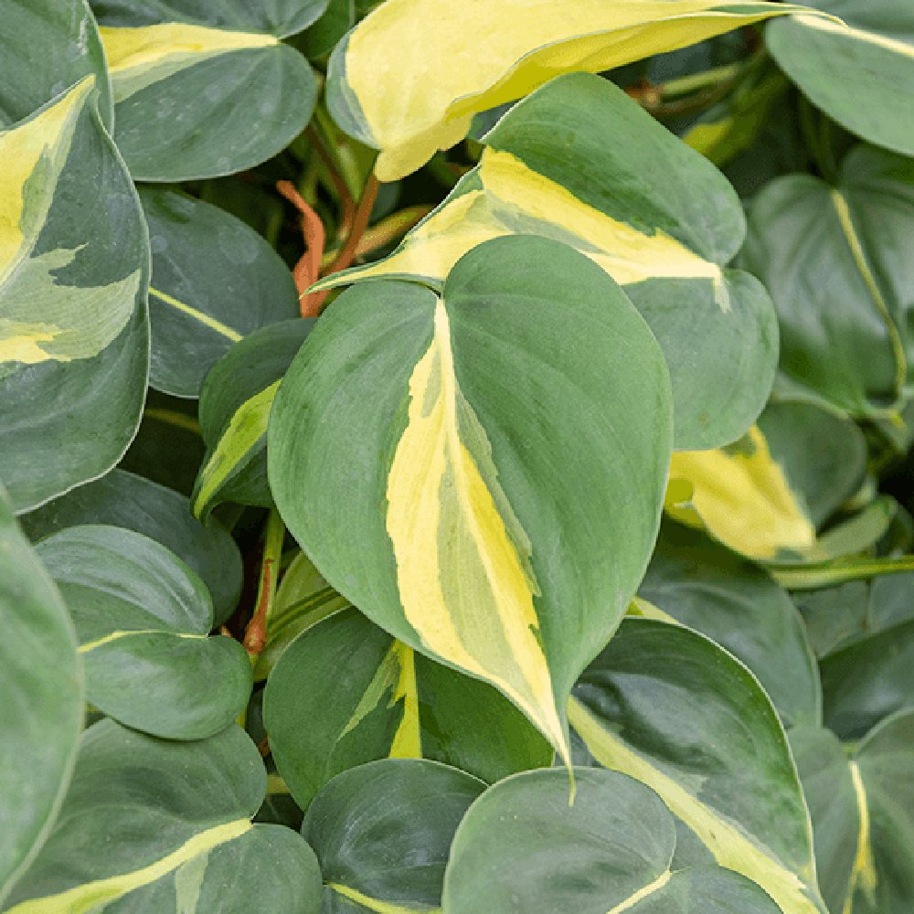 Philodendron Brasil (Cu Suport) - 150 cm