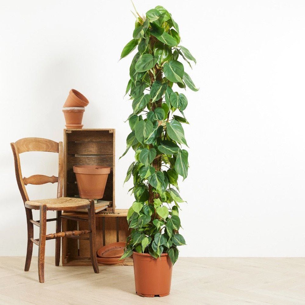 Philodendron Brasil (Cu Suport) - 150 cm - VERDENA-150 cm inaltime, livrat in ghiveci de 9 l