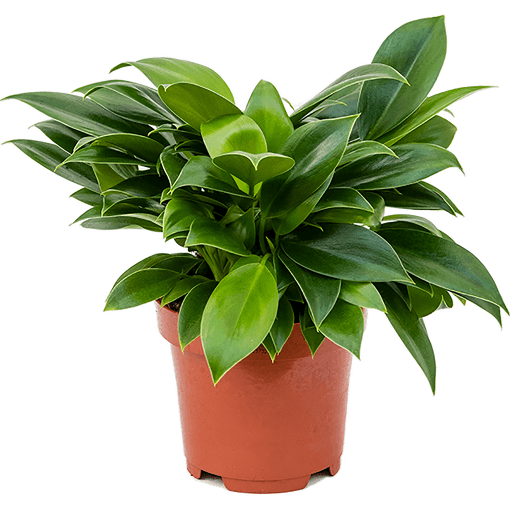 Philodendron Green Princess - 25 cm