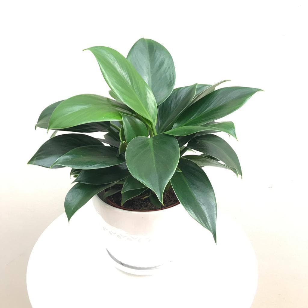 Philodendron Green Princess - 25 cm