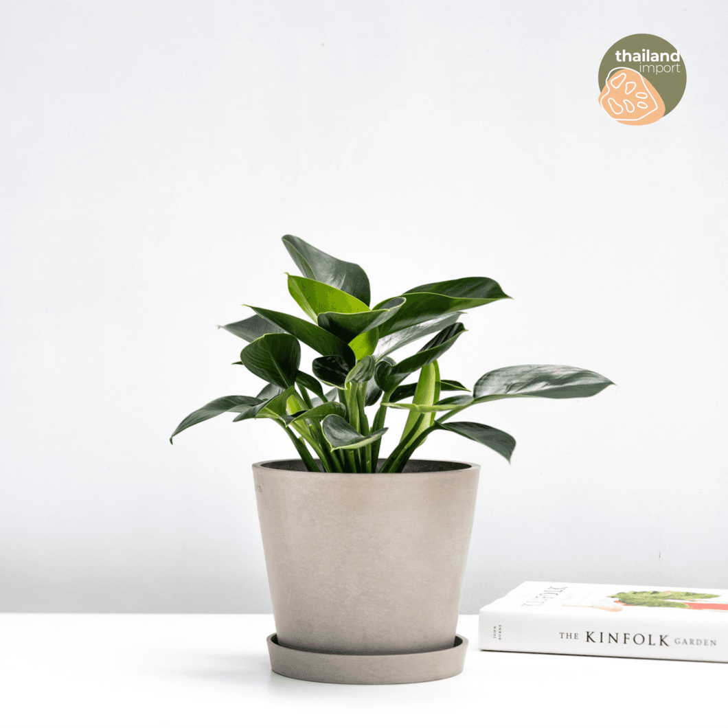 Philodendron Green Princess - 25 cm