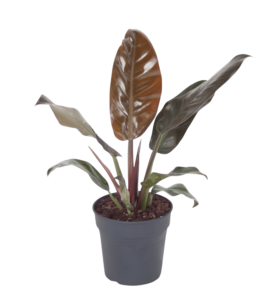 Philodendron Imperial Red - 45 cm