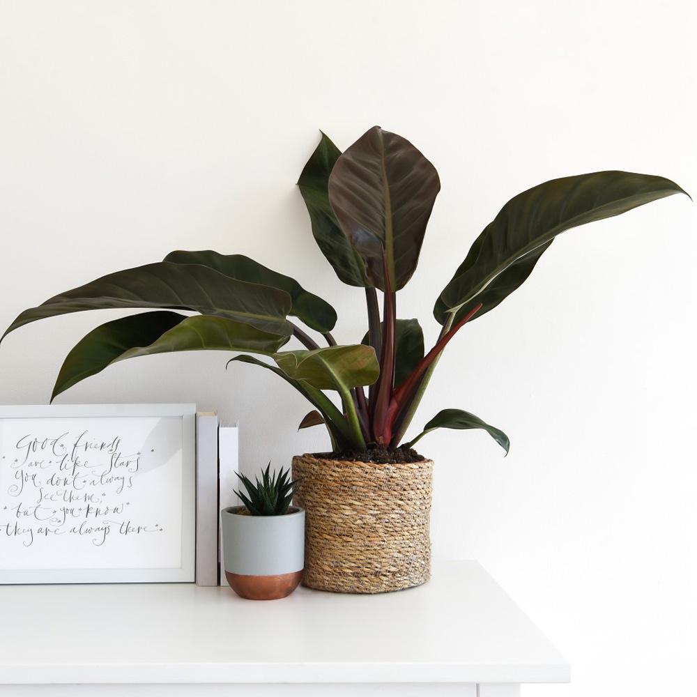 Philodendron Imperial Red - 35 cm