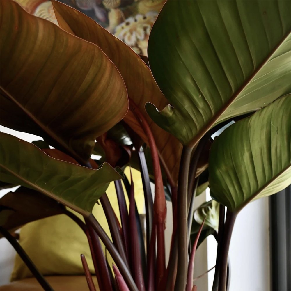 Philodendron Imperial Red - 35 cm