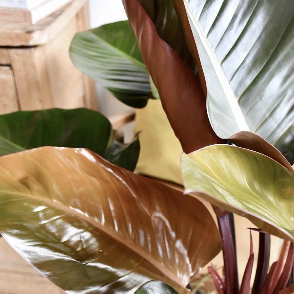 Philodendron Imperial Red - 35 cm