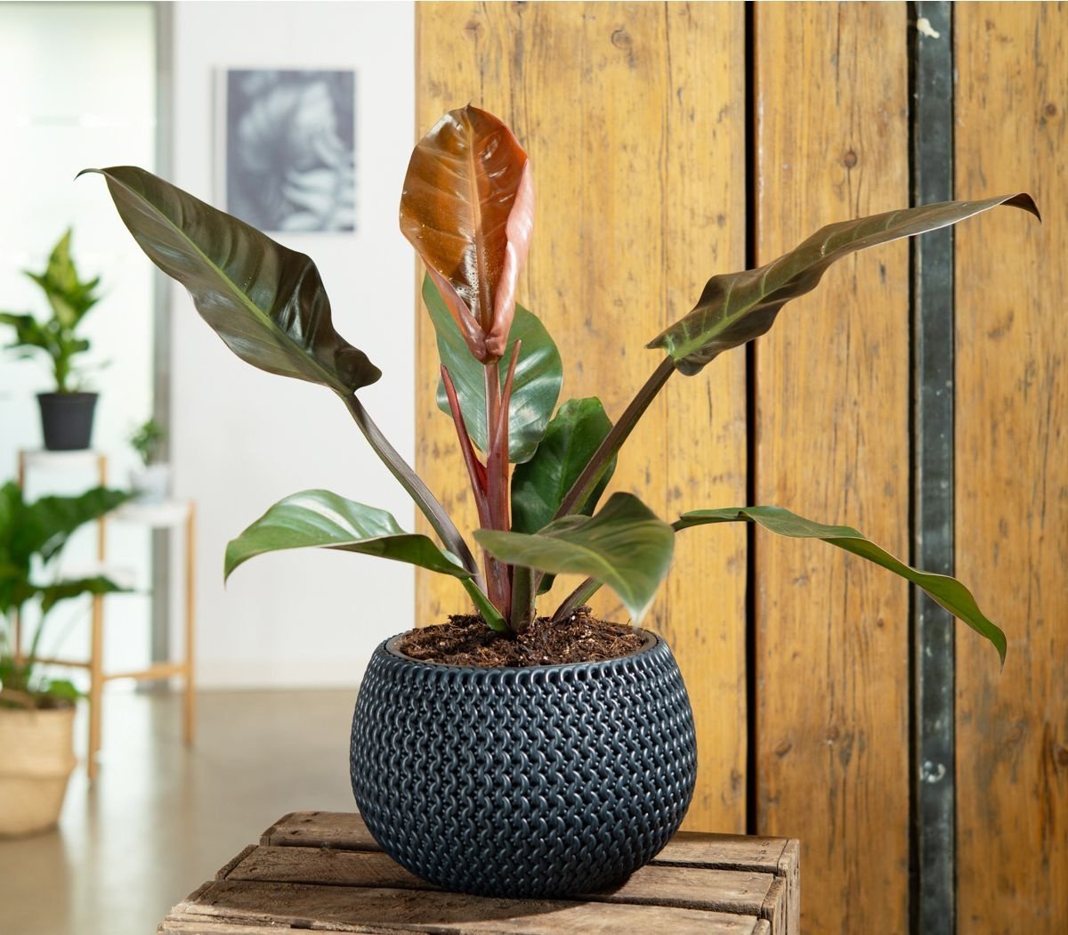 Philodendron Imperial Red - 35 cm