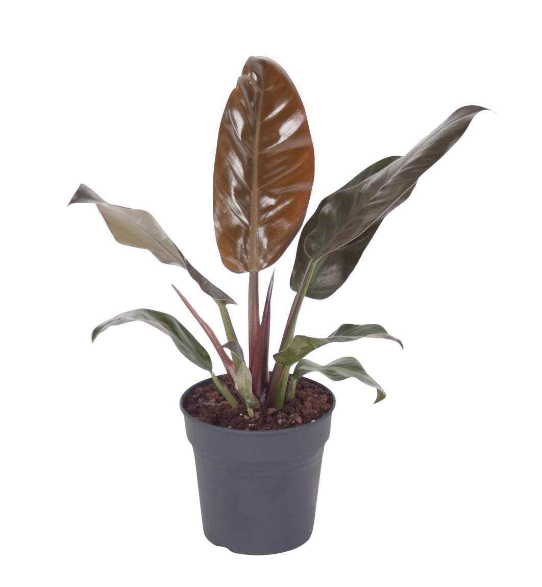 Philodendron Imperial Red - 35 cm