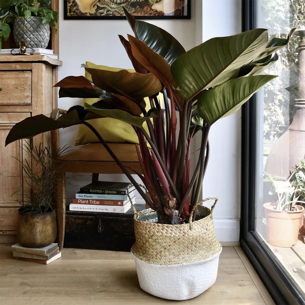 Philodendron Imperial Red - 45 cm