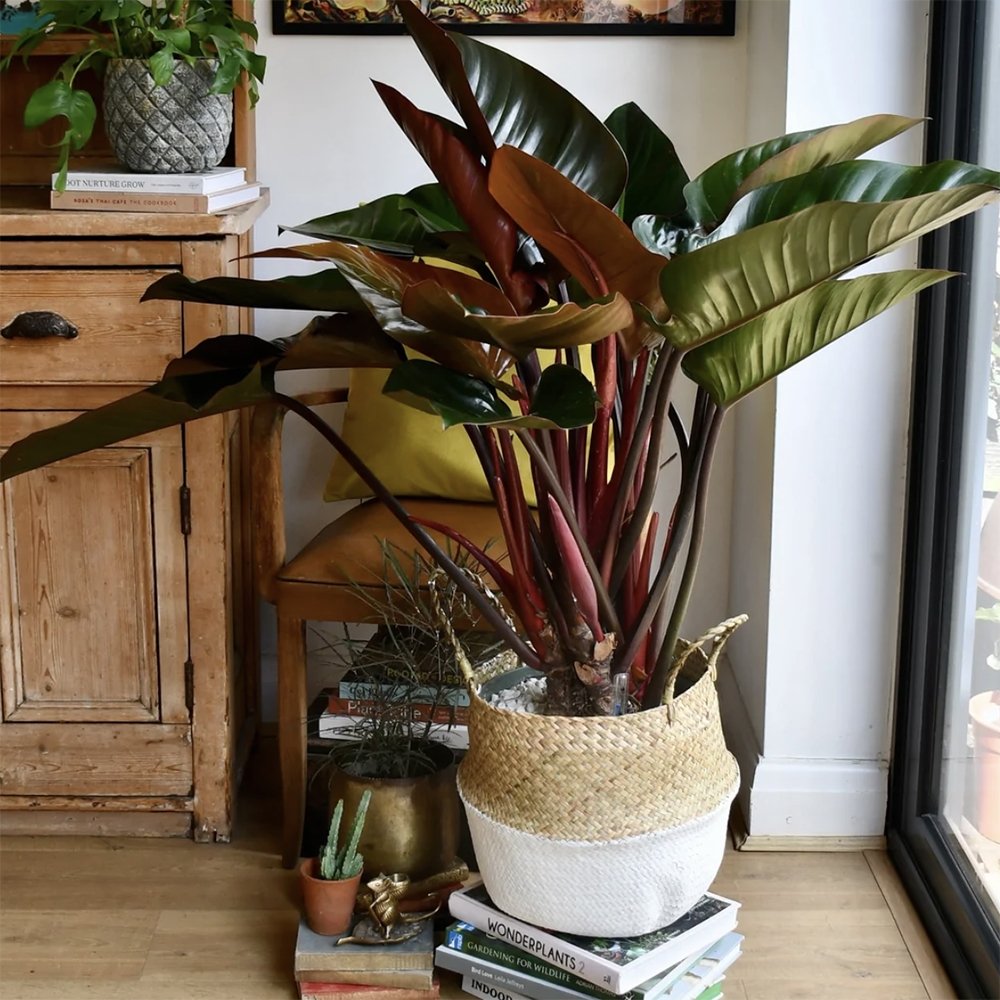 Philodendron Imperial Red - 45 cm