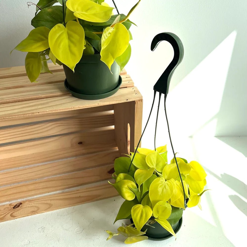 Philodendron Lime - 30 cm - VERDENA-30 cm inaltime, livrat in ghiveci de 3 l