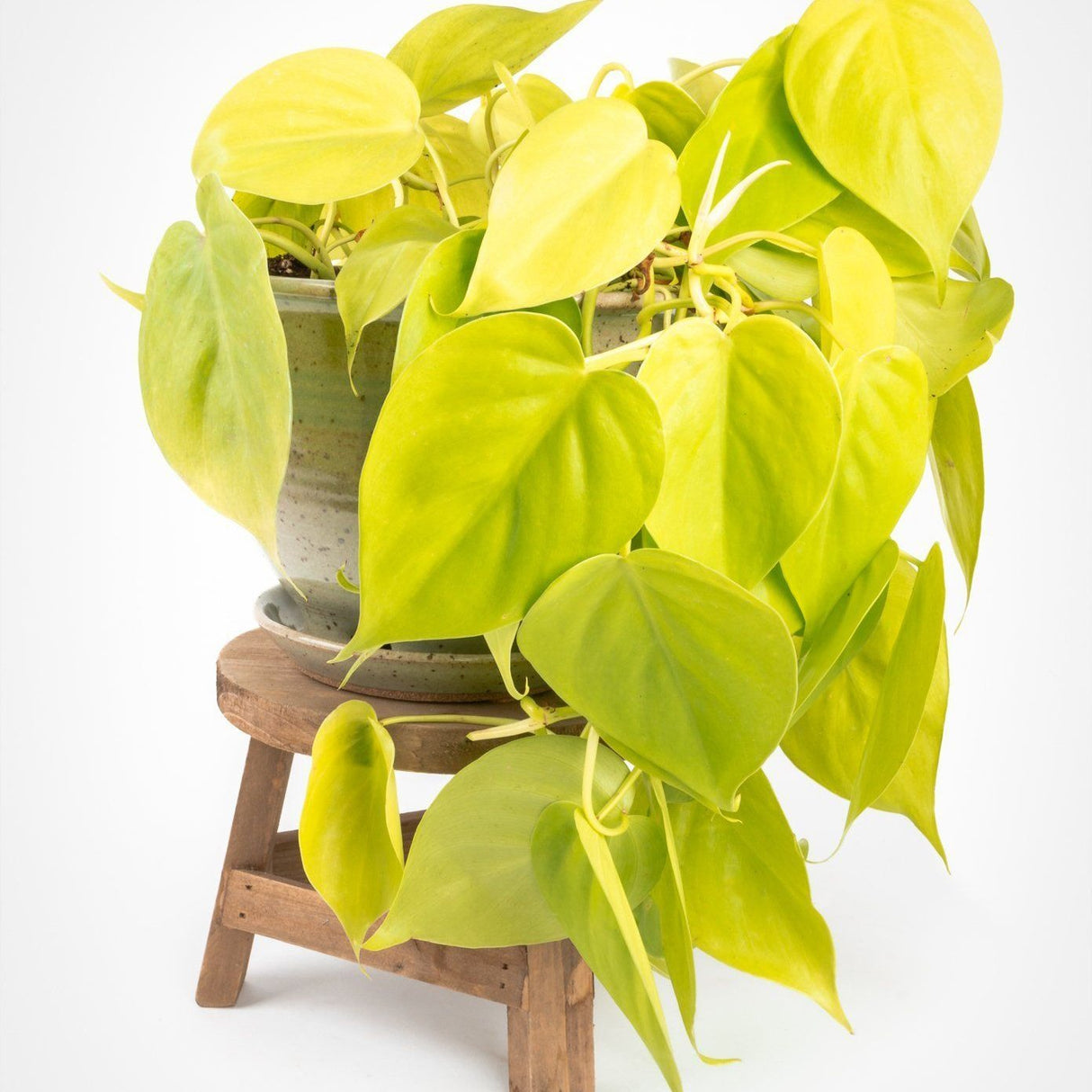 Philodendron Lime - 30 cm - VERDENA-30 cm inaltime, livrat in ghiveci de 3 l