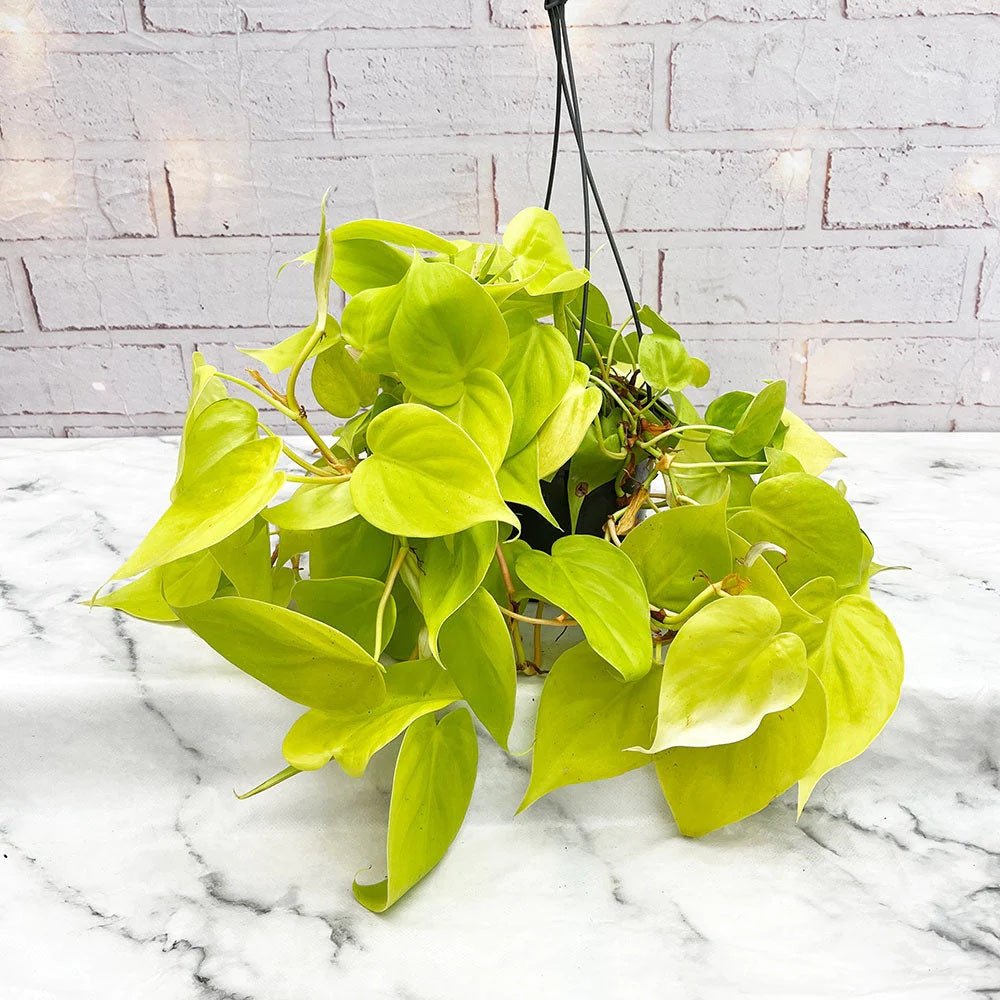 Philodendron Lime - 30 cm