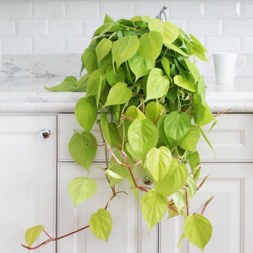 Philodendron Lime - 30 cm