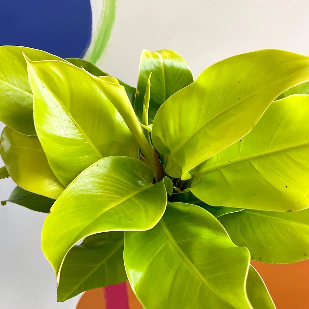 Philodendron Moonshine - 30 cm