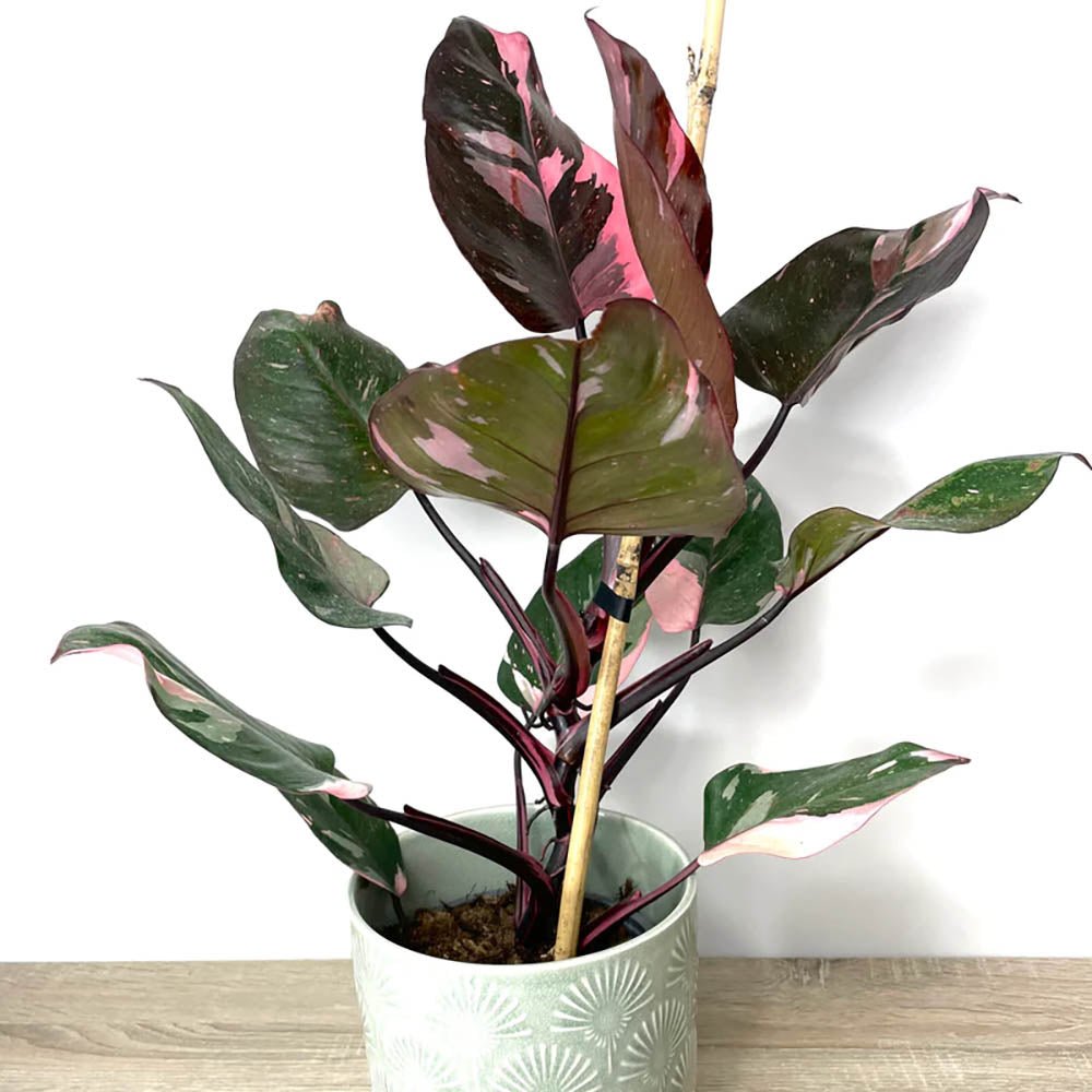 Philodendron Pink Princess Unicat- 100 cm