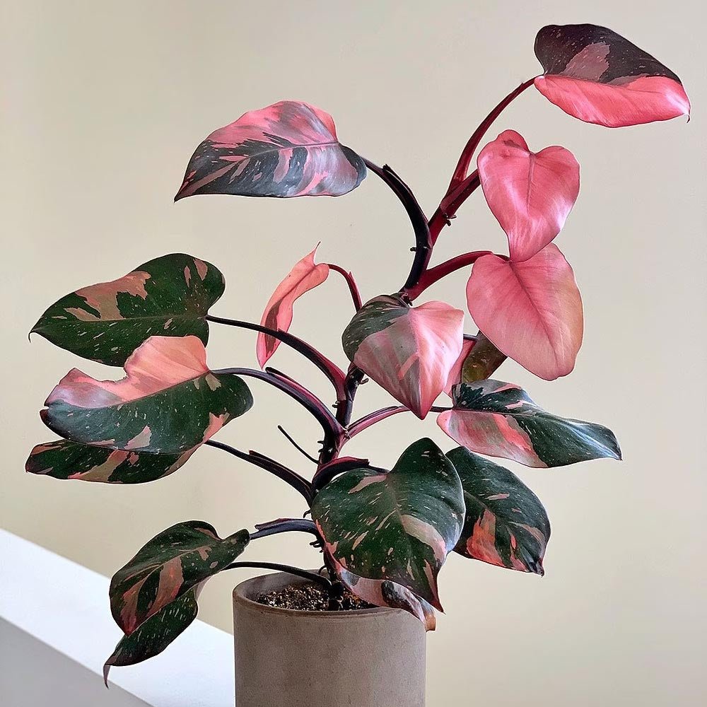 Philodendron Pink Princess - 40 cm