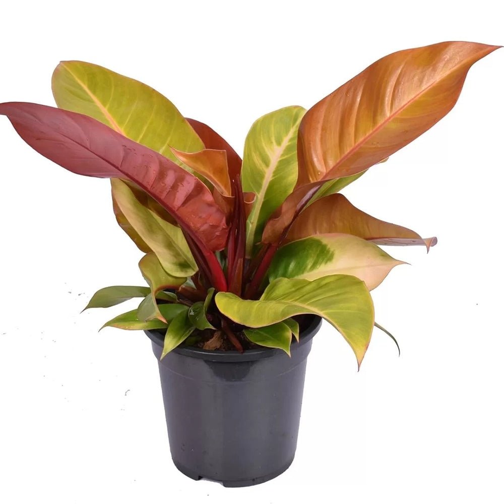 Philodendron Prince of Orange - 25 cm