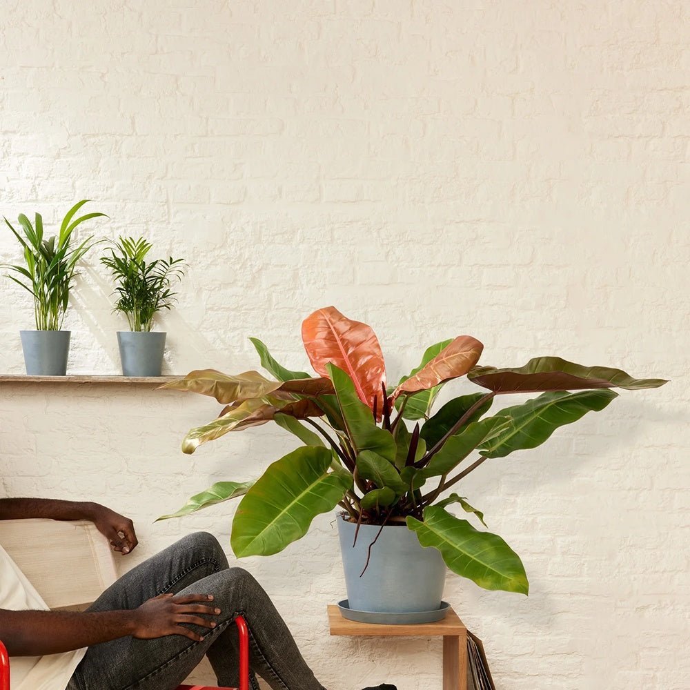 Philodendron Prince of Orange - 45 cm