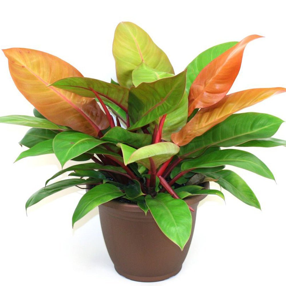 Philodendron Prince of Orange - 45 cm