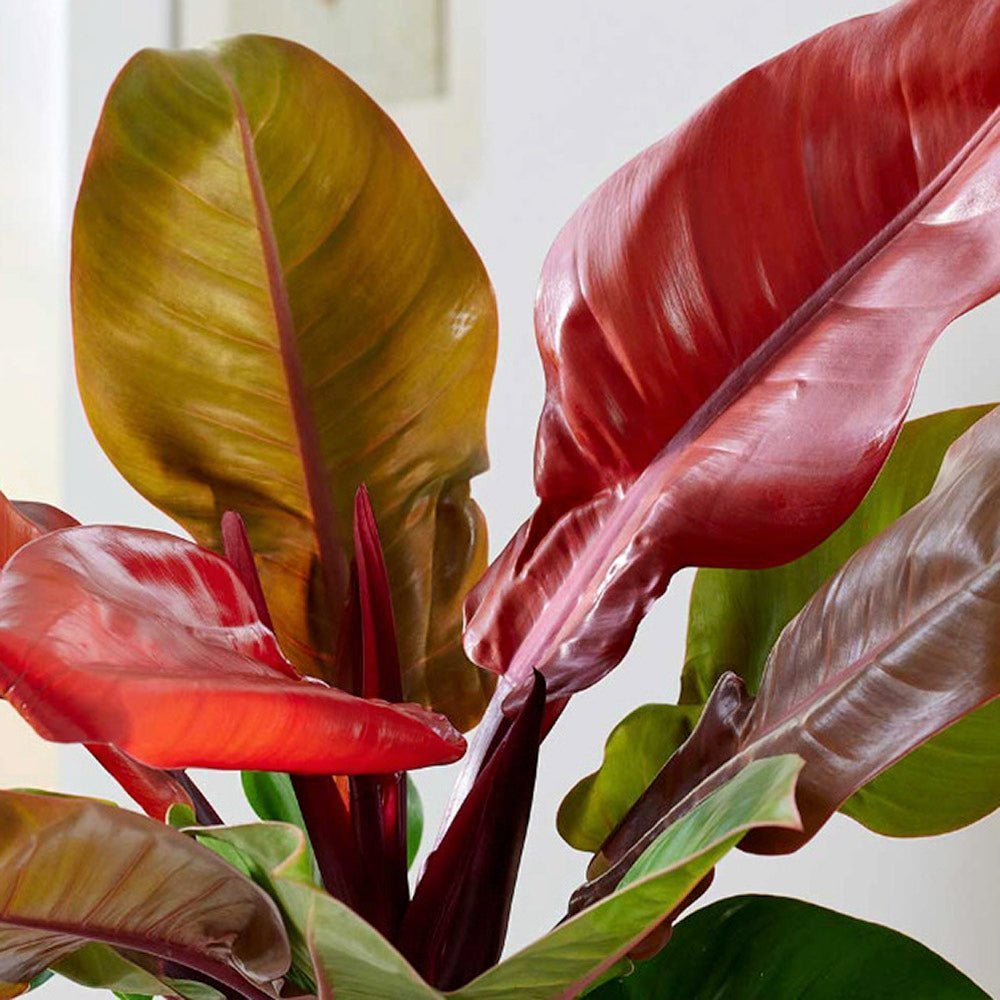 Philodendron Prince of Orange - 45 cm