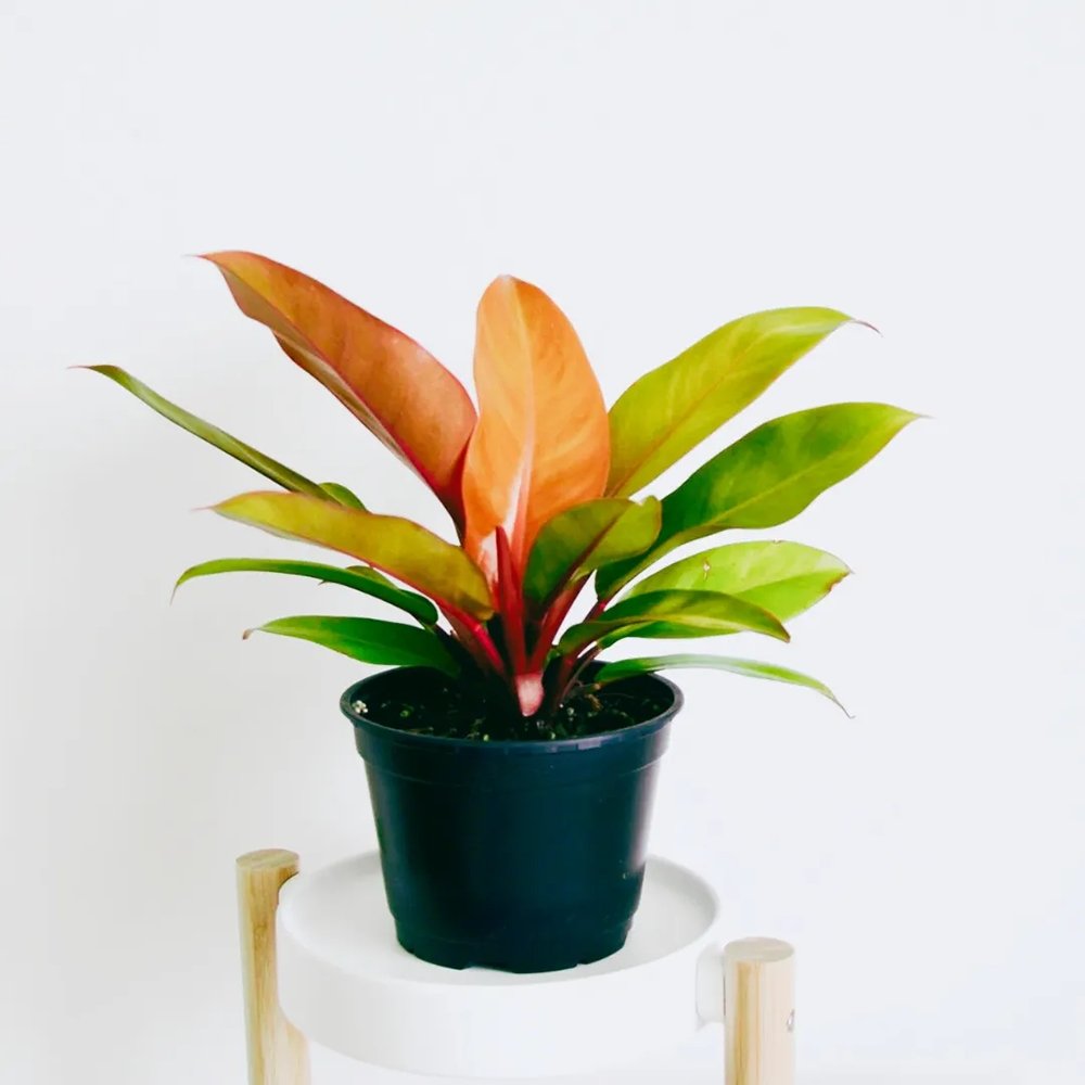 Philodendron Prince of Orange - 45 cm