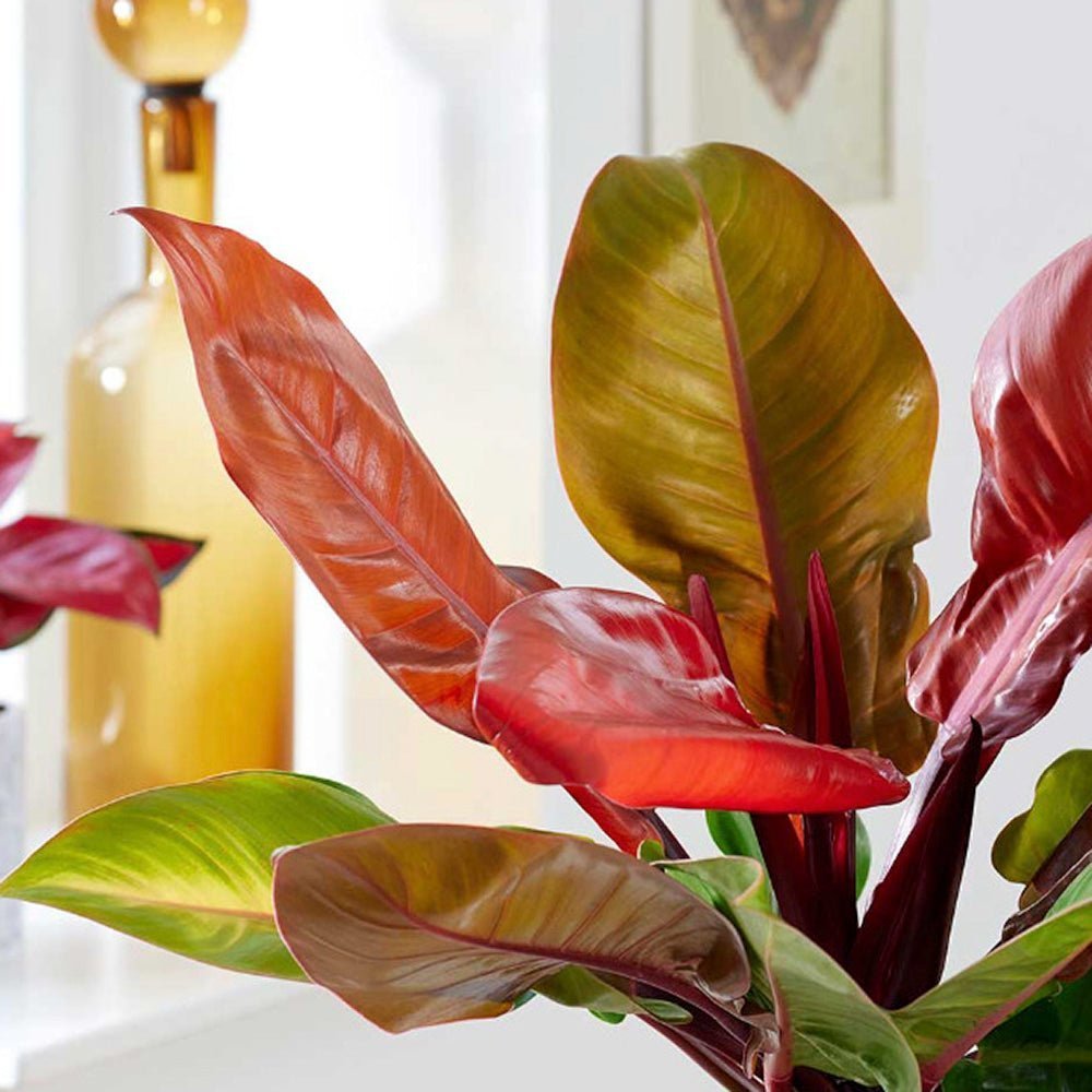 Philodendron Prince of Orange - 90 cm
