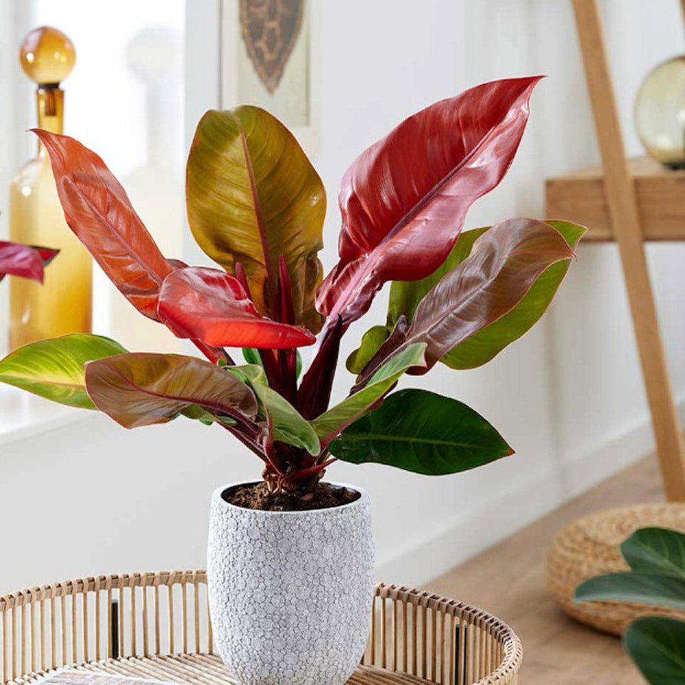 Philodendron Prince of Orange - 90 cm