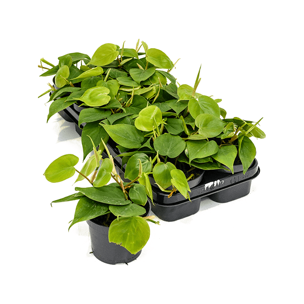 Philodendron Scandens - 15 cm