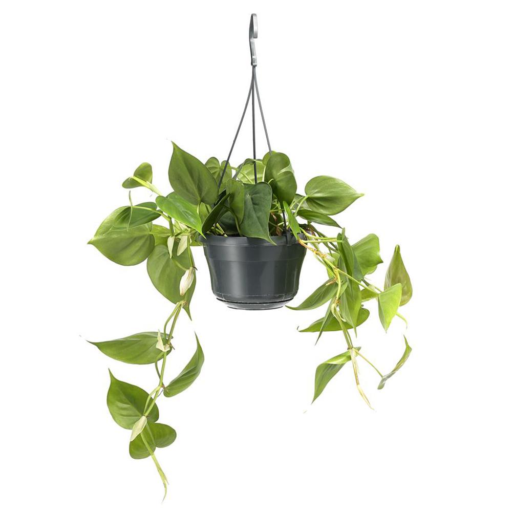 Philodendron Scandens - 15 cm