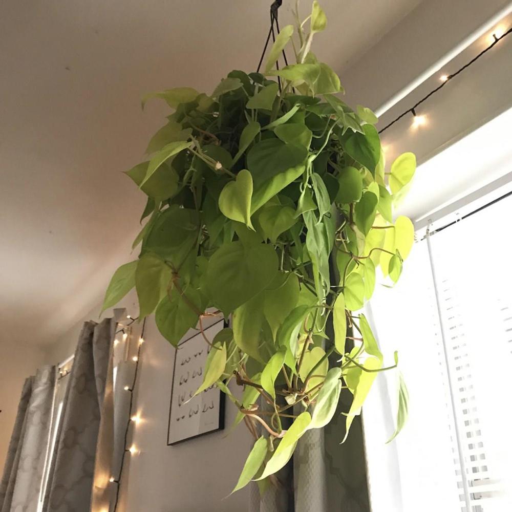 Philodendron Scandens - 15 cm