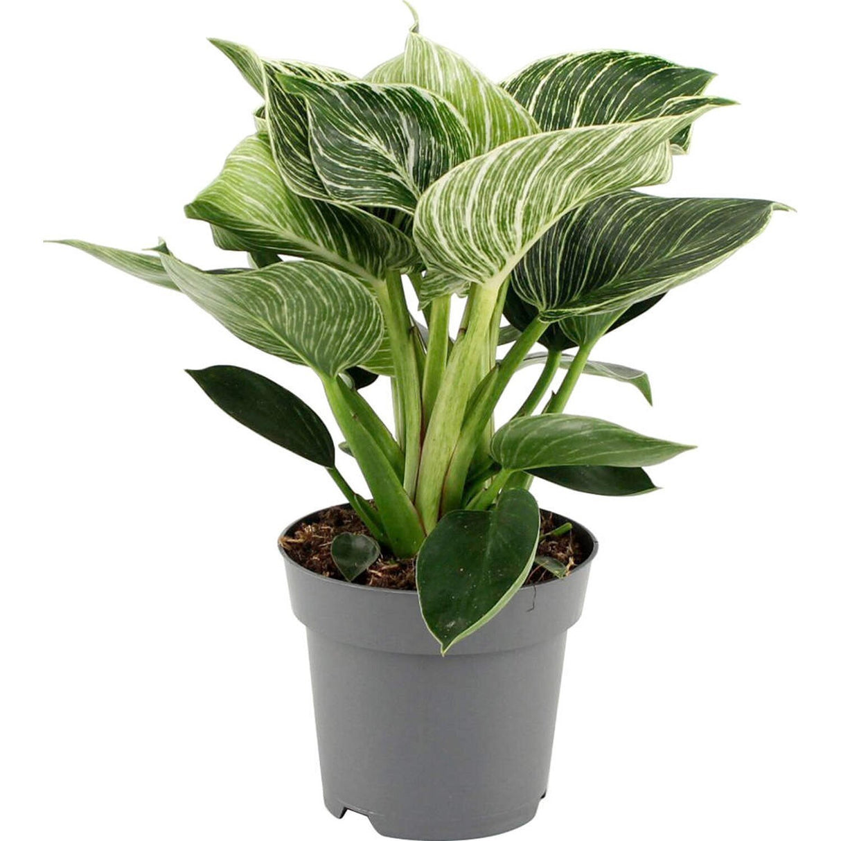 Philodendron White Wave - 25 cm