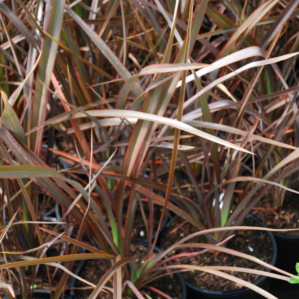 Phormium Bronze Baby