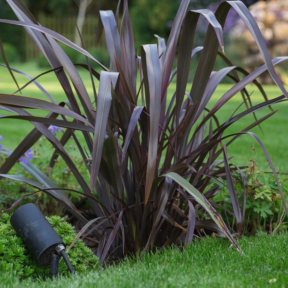 Phormium Bronze Baby